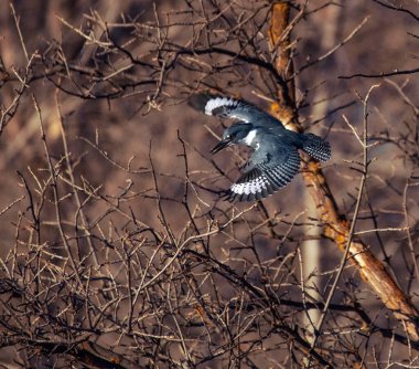 Kuşaklı balıkçı ağaçtan nehre atlıyor balık tutmaya çalışıyor. 