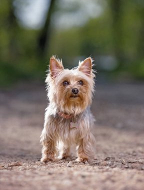 Doğada oturan şirin Yorkshire teriyeri.