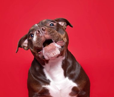 İzole edilmiş bir arka planda şirin bir köpeğin stüdyo çekimi. 
