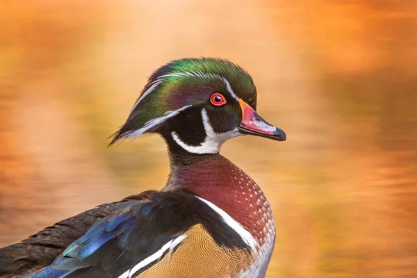 Hermoso Colorido Pato Madera Entorno Natural — Foto de Stock