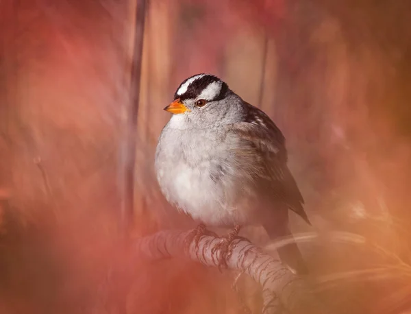 Gorrión Coronado Blanco Una Planta Sagebrush —  Fotos de Stock