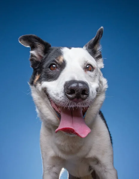 可爱的边境牧羊犬在外面等着治疗 — 图库照片