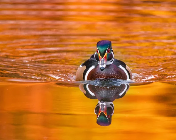 Anatra Legno Bella Colorata Ambiente Naturale — Foto Stock