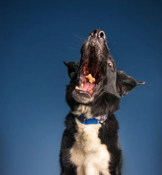 Niedlicher Border Collie Fängt Draußen Eine Handvoll Leckereien — Stockfoto