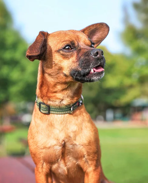 Niedlicher Chiweenie Mix Örtlichen Park — Stockfoto