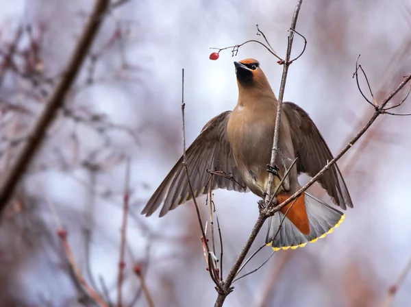 Böhmisk Vaxning Äta Bär Från Ett Träd — Stockfoto