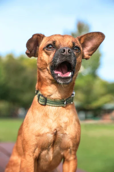 Chiweenie Cute Campuran Sebuah Taman Lokal — Stok Foto