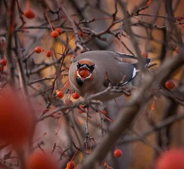 Βοημίας Waxwing Τρώει Μούρα Από Ένα Δέντρο — Φωτογραφία Αρχείου