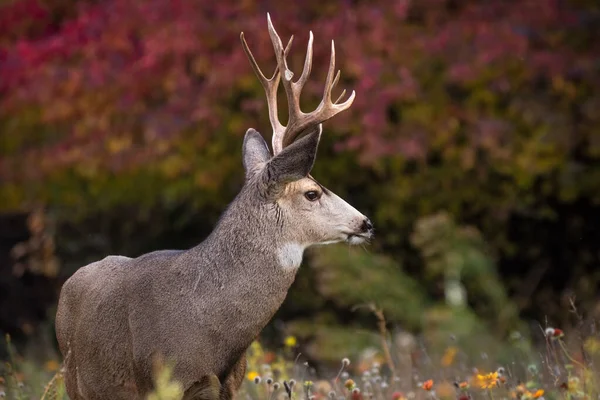 Beautiful Young Buck Deer Sunset Summer — Stock Photo, Image