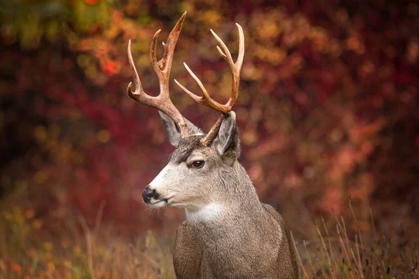 Beautiful Young Buck Deer Sunset Summer — Stock Photo, Image