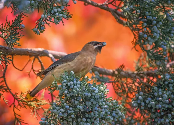 Cedar Waxwing Eating Berries Tree — Stock Photo, Image