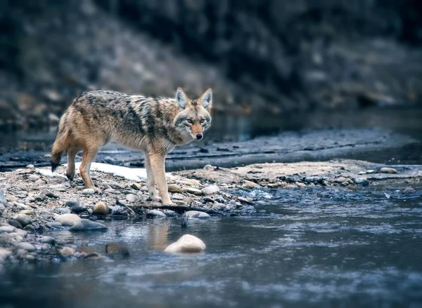 Beautiful Photo Wild Coyote Out Nature — Stock Photo, Image