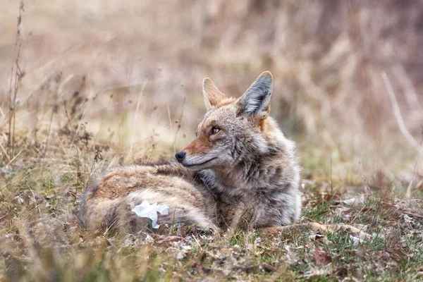 Schönes Foto Eines Wilden Kojoten Der Natur Mit Müll Schwanz — Stockfoto