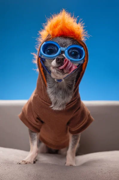 Carino Chihuahua Con Una Felpa Con Cappuccio Uno Studio — Foto Stock