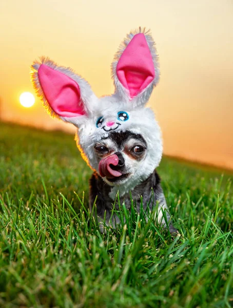 Lindo Chihuahua Vestido Con Sombrero Oreja Conejo Frente Una Hermosa — Foto de Stock