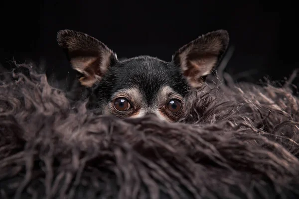 Schattig Chihuahua Leggen Bont Een Studio Schot Geïsoleerd Een Zwarte — Stockfoto