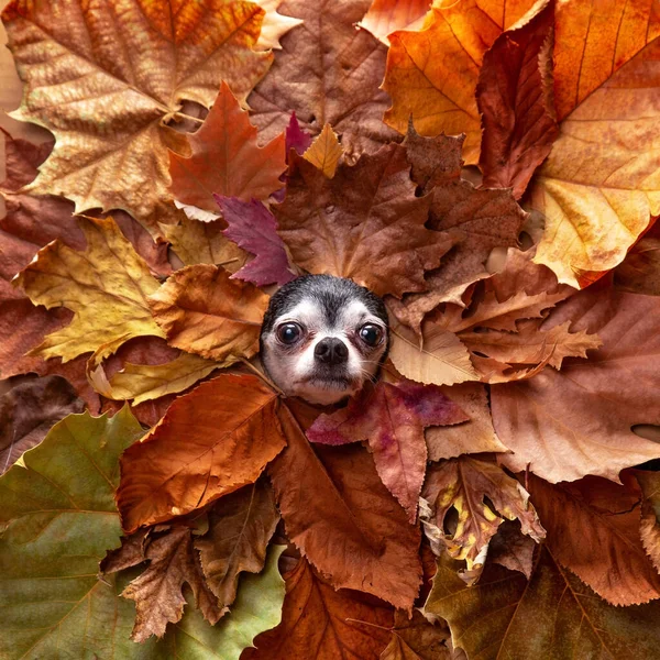 Studio Skott Söt Hund Ett Löv Bakgrund — Stockfoto