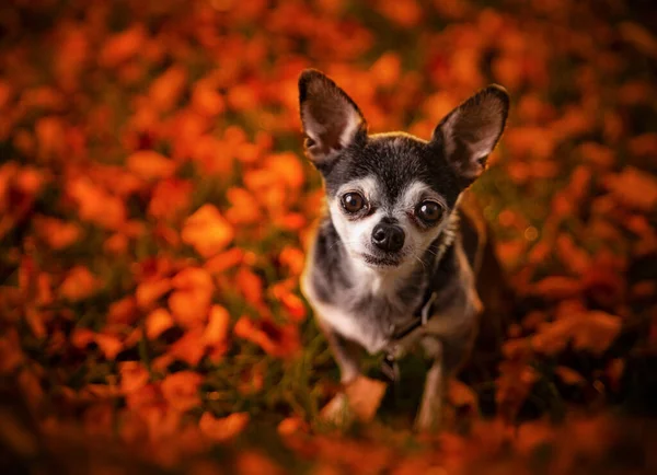 Außenaufnahme Eines Niedlichen Hundes Auf Einem Isolierten Hintergrund — Stockfoto