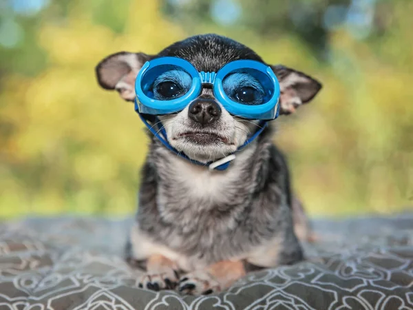 Söt Chihuahua Park Med Glasögon — Stockfoto