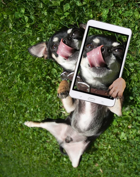 Lindo Chihuahua Jugando Hierba Lamiendo Nariz Tomando Selfie Revés — Foto de Stock