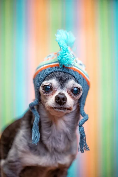 Renkli Bir Arka Planın Önünde Örülmüş Şapkalı Şirin Bir Chihuahua — Stok fotoğraf