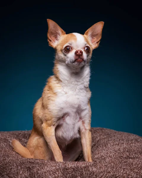 Estudio Disparo Lindo Perro Fondo Aislado — Foto de Stock