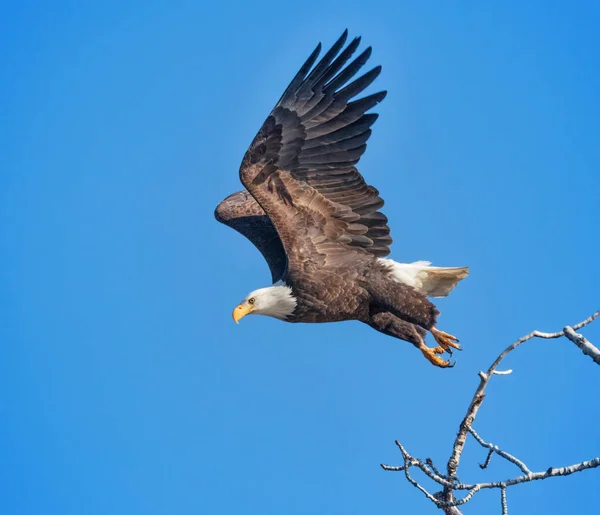Águila Calva Americana Naturaleza —  Fotos de Stock
