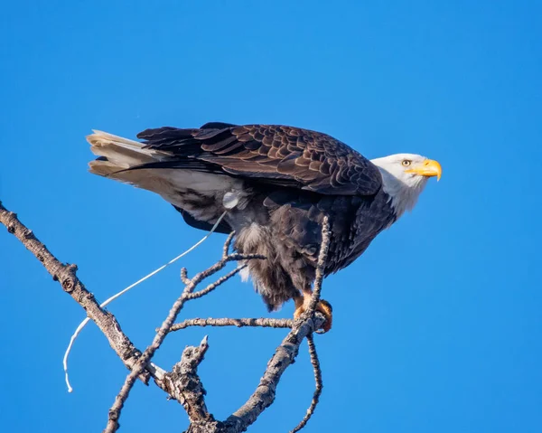 Águila Calva Americana Naturaleza — Foto de Stock