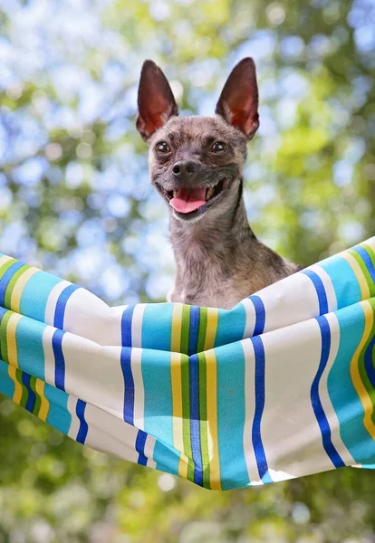 Lindo Chihuahua Usando Gafas Una Hamaca —  Fotos de Stock