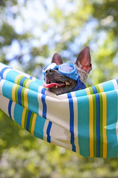 Söt Chihuahua Bär Skyddsglasögon Hängmatta — Stockfoto