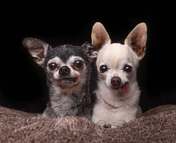 Estúdio Tiro Dois Cães Bonitos Fundo Isolado — Fotografia de Stock