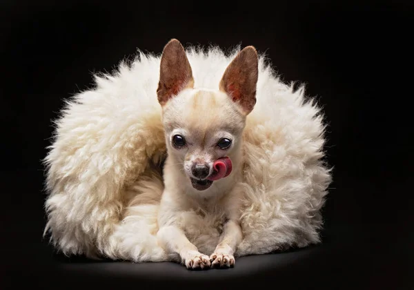 Słodkie Chihuahua Leżące Futro Jego Język Wiszący Studio Strzał Izolowany — Zdjęcie stockowe