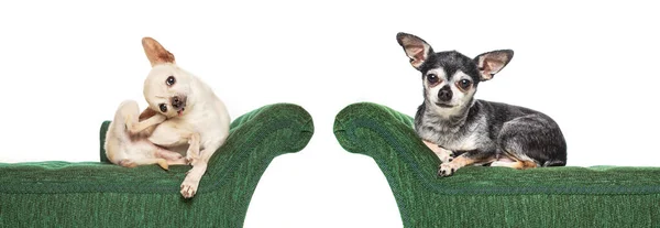 Cute Chihuahua Green Couch Isolated White Background — Stock Photo, Image