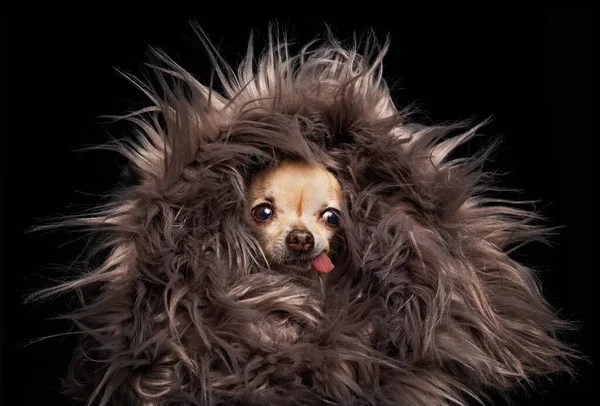 Chihuahua Bonito Envolto Pele Com Língua Pendurada Estúdio Tiro Isolado — Fotografia de Stock