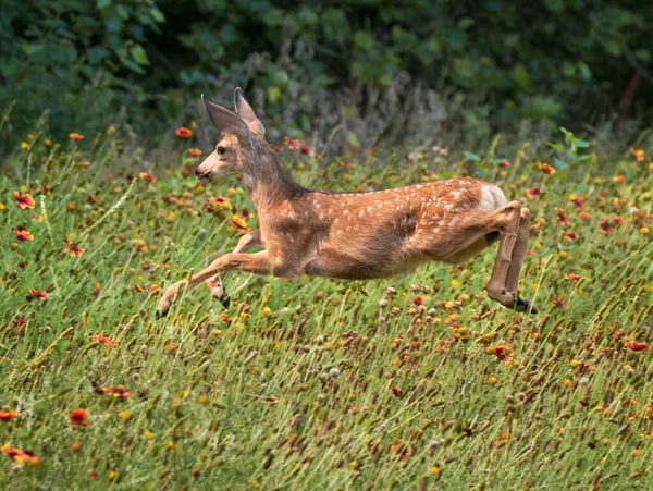 Fawn Running Meadow Wildflowers — Stock Photo, Image