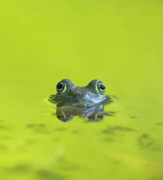 Touro Verde Brilhante Sentado Uma Lagoa Espera Inseto Para Comer — Fotografia de Stock