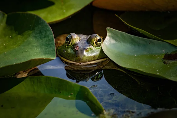 Touro Verde Brilhante Sentado Uma Lagoa Espera Inseto Para Comer — Fotografia de Stock