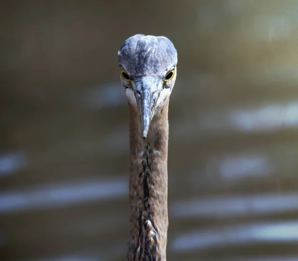 Velká Modrá Volavka Přírodě — Stock fotografie