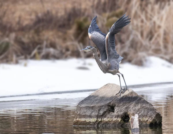 Heron Biru Besar Lepas Landas Dari Batu — Stok Foto