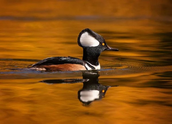 Merganser Encapuchado Nadando Naturaleza —  Fotos de Stock