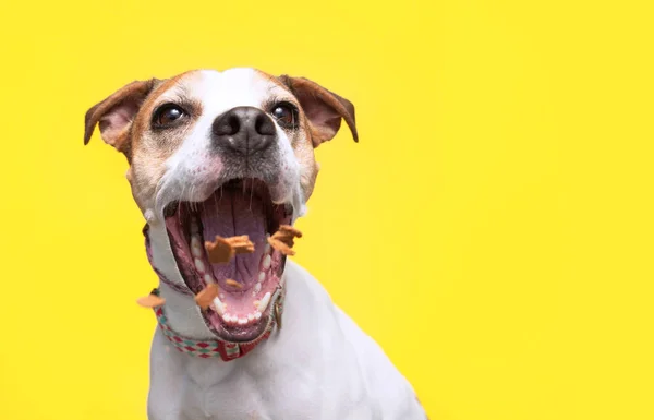 Estudio Disparo Lindo Perro Fondo Aislado — Foto de Stock