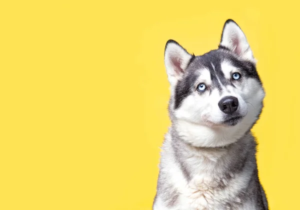 Studio Shot Van Een Schattige Hond Een Geïsoleerde Achtergrond — Stockfoto