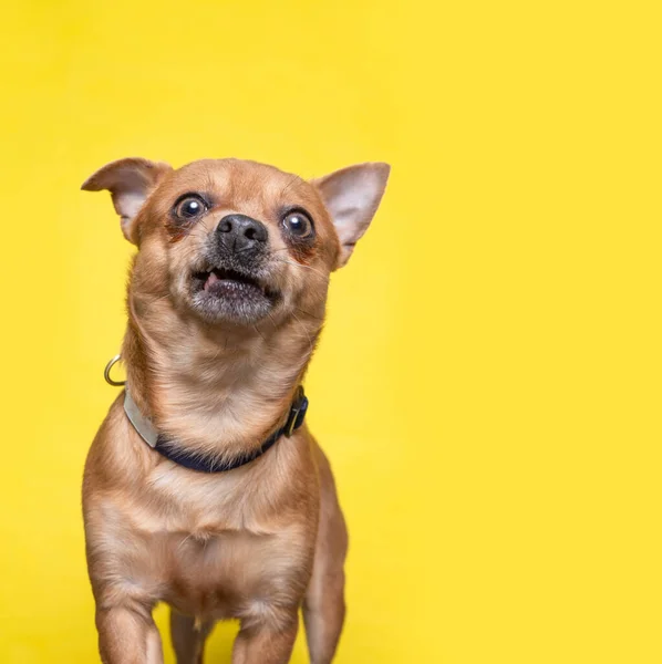 Zole Edilmiş Bir Arka Planda Şirin Bir Köpeğin Stüdyo Çekimi — Stok fotoğraf