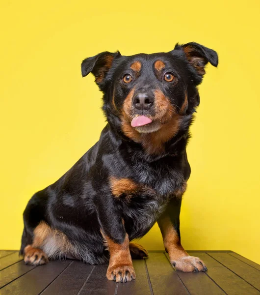 Studioaufnahme Eines Niedlichen Hundes Auf Isoliertem Hintergrund — Stockfoto