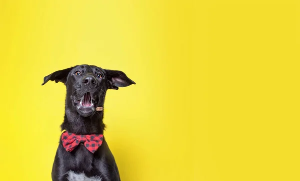 Zole Edilmiş Bir Arka Planda Şirin Bir Köpeğin Stüdyo Çekimi — Stok fotoğraf