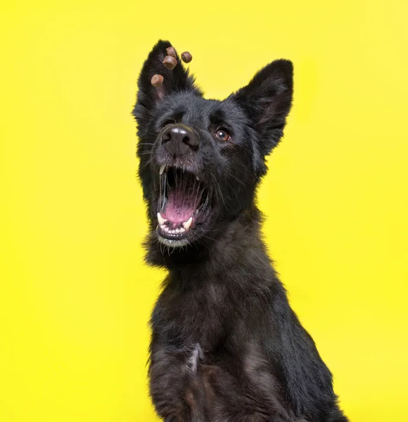 Studio Shot Simpatico Cane Uno Sfondo Isolato — Foto Stock