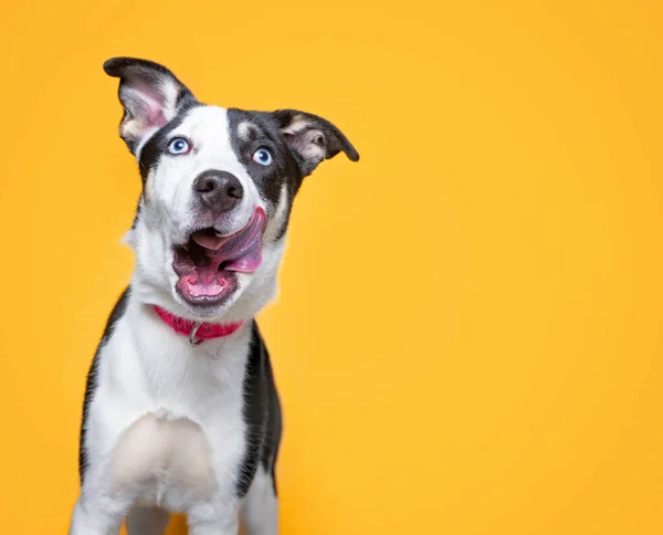 Zole Edilmiş Bir Arka Planda Şirin Bir Köpeğin Stüdyo Çekimi — Stok fotoğraf