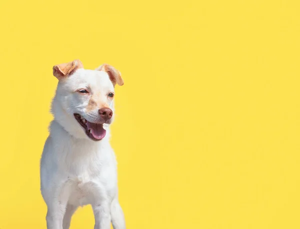Στούντιο Πλάνο Ενός Χαριτωμένου Σκύλου Ένα Απομονωμένο Φόντο — Φωτογραφία Αρχείου