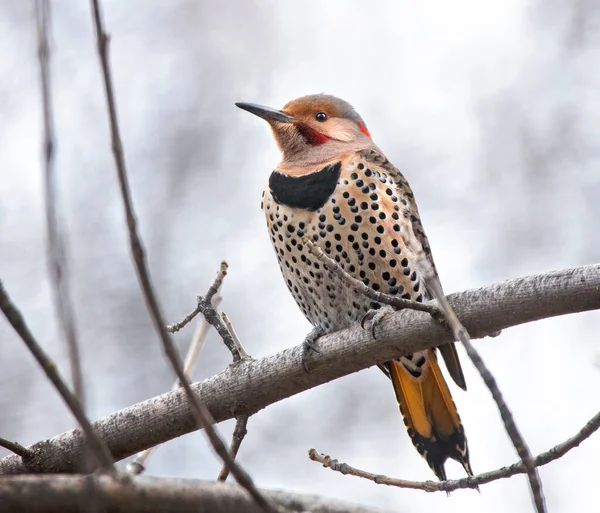 Röd Räfflad Korsgul Mellanklass Nordlig Flimmer Naturen — Stockfoto