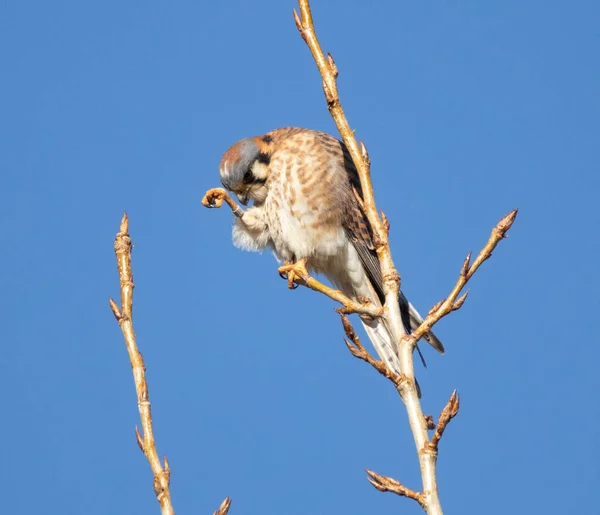 American Kestrel Eating Grub Branch — Stock Photo, Image